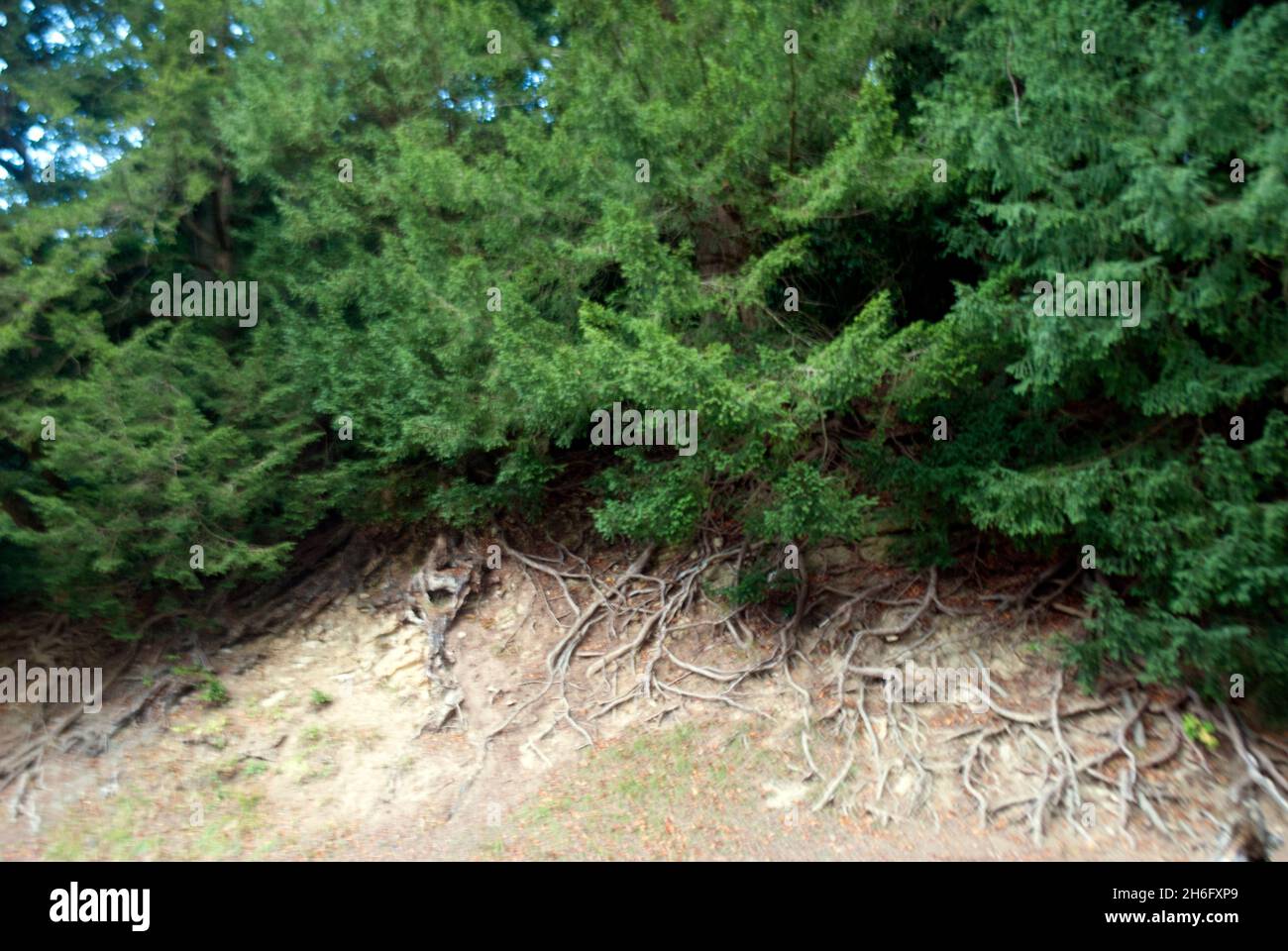 Exposed roots beneath trees at Studley Royal Water Gardens, Studley