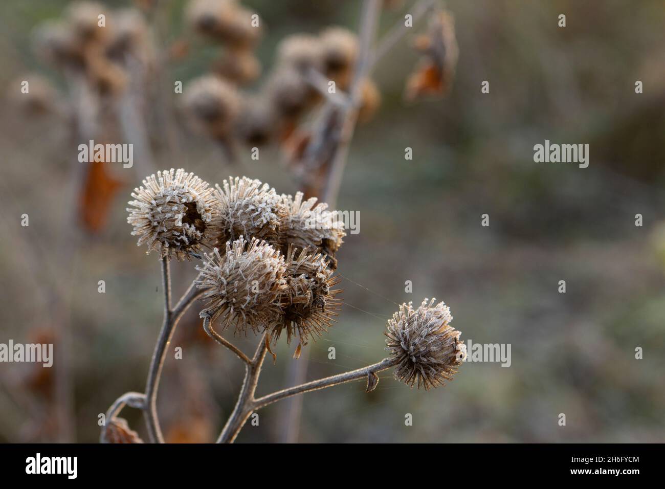 Dry flowers and stalks of burdock in hoarfrost in a clearing by the lake. Stock Photo
