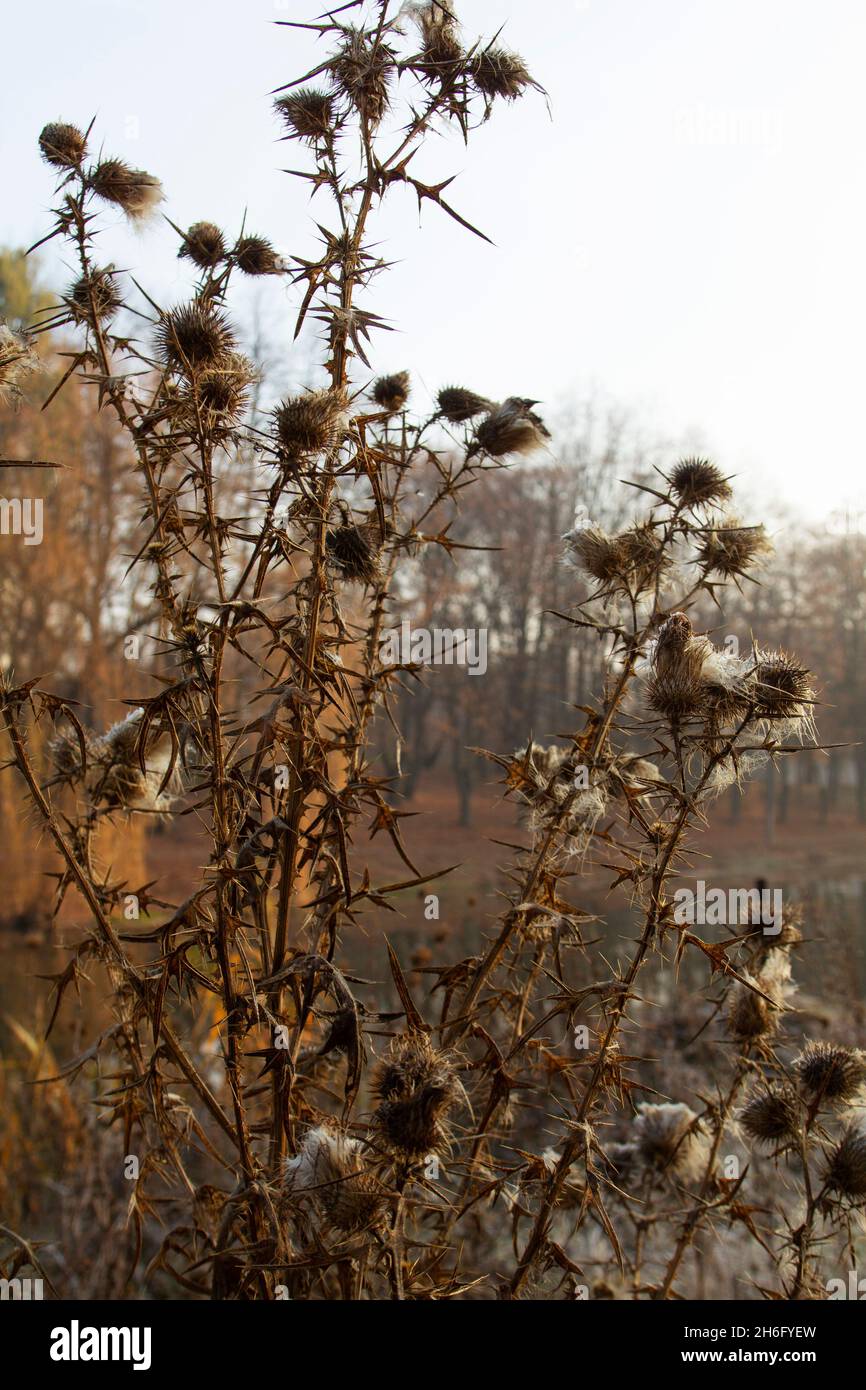 Dry flowers and stalks of burdock in hoarfrost in a clearing by the lake. Stock Photo