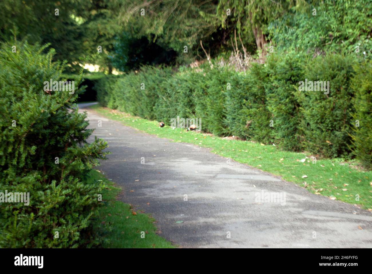Path with hedges and pheasants at Studley Royal Water Gardens, Studley Royal Park, Fountains Abbey, Aldfield, near Ripon, North Yorkshire, England Stock Photo
