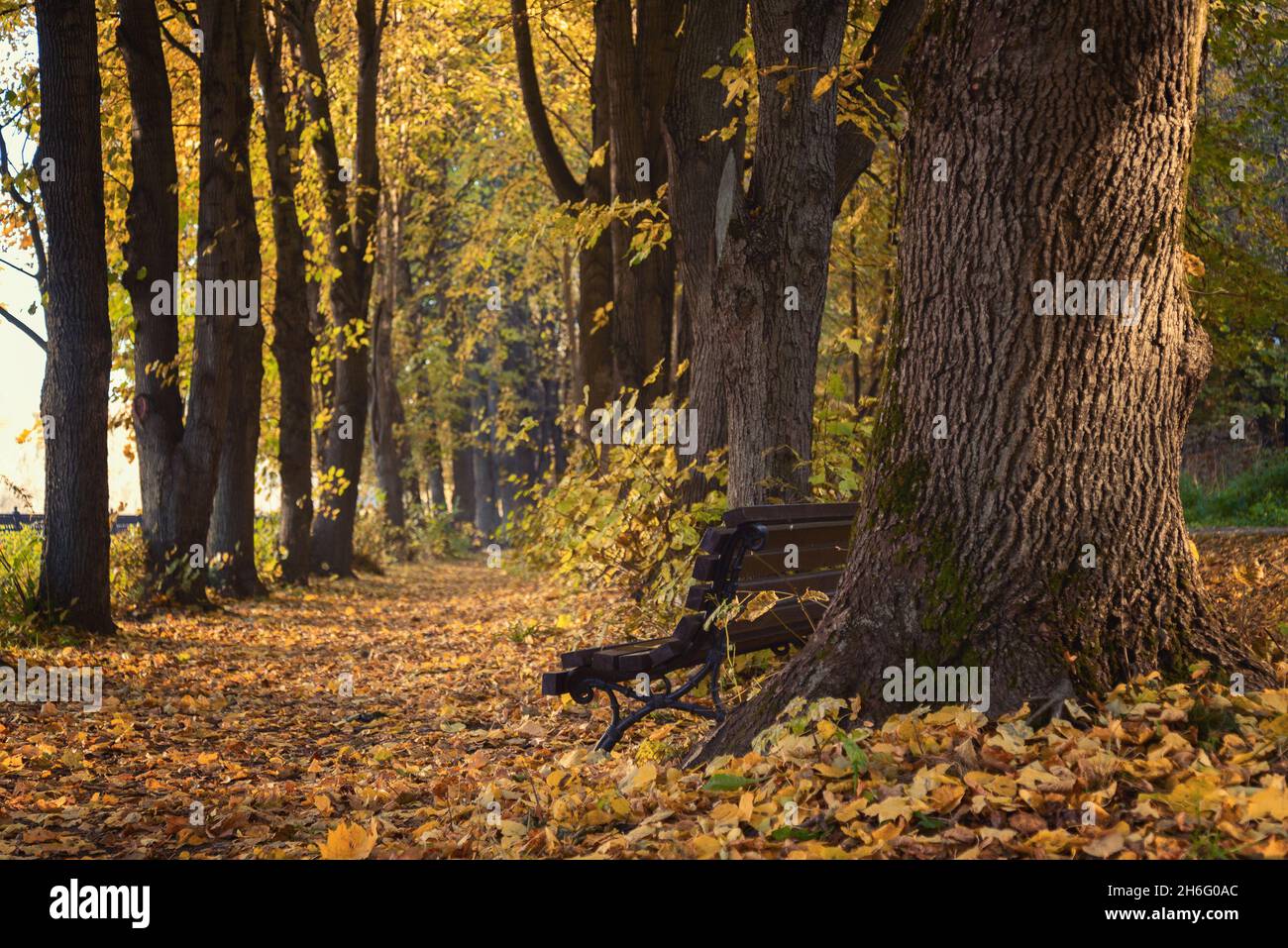 Wooden bench on the alley of the old park, autumn background Stock Photo