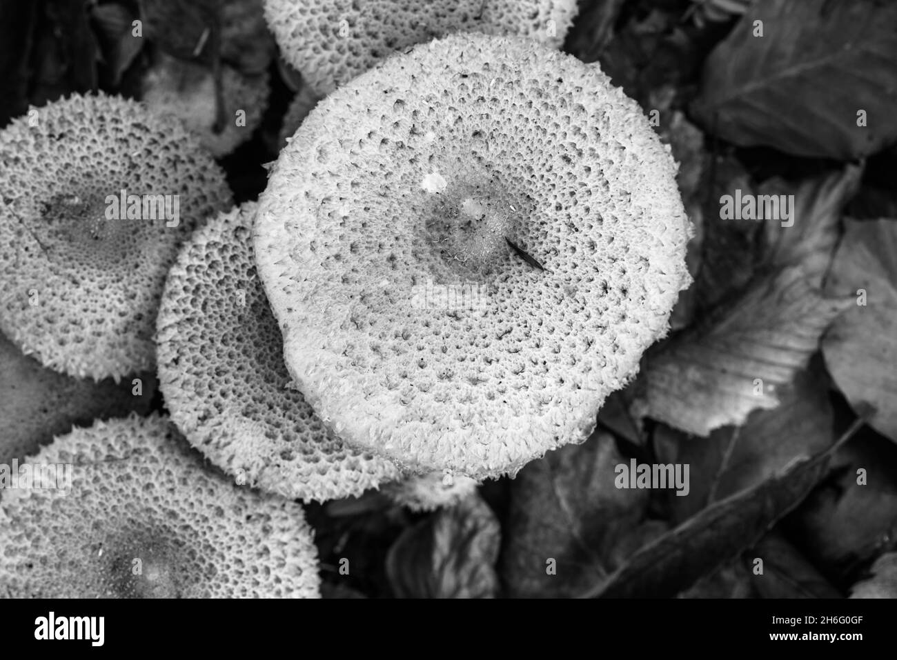 Fungus - Shaggy Scalpycap (Pholiota squarrosa) Stock Photo
