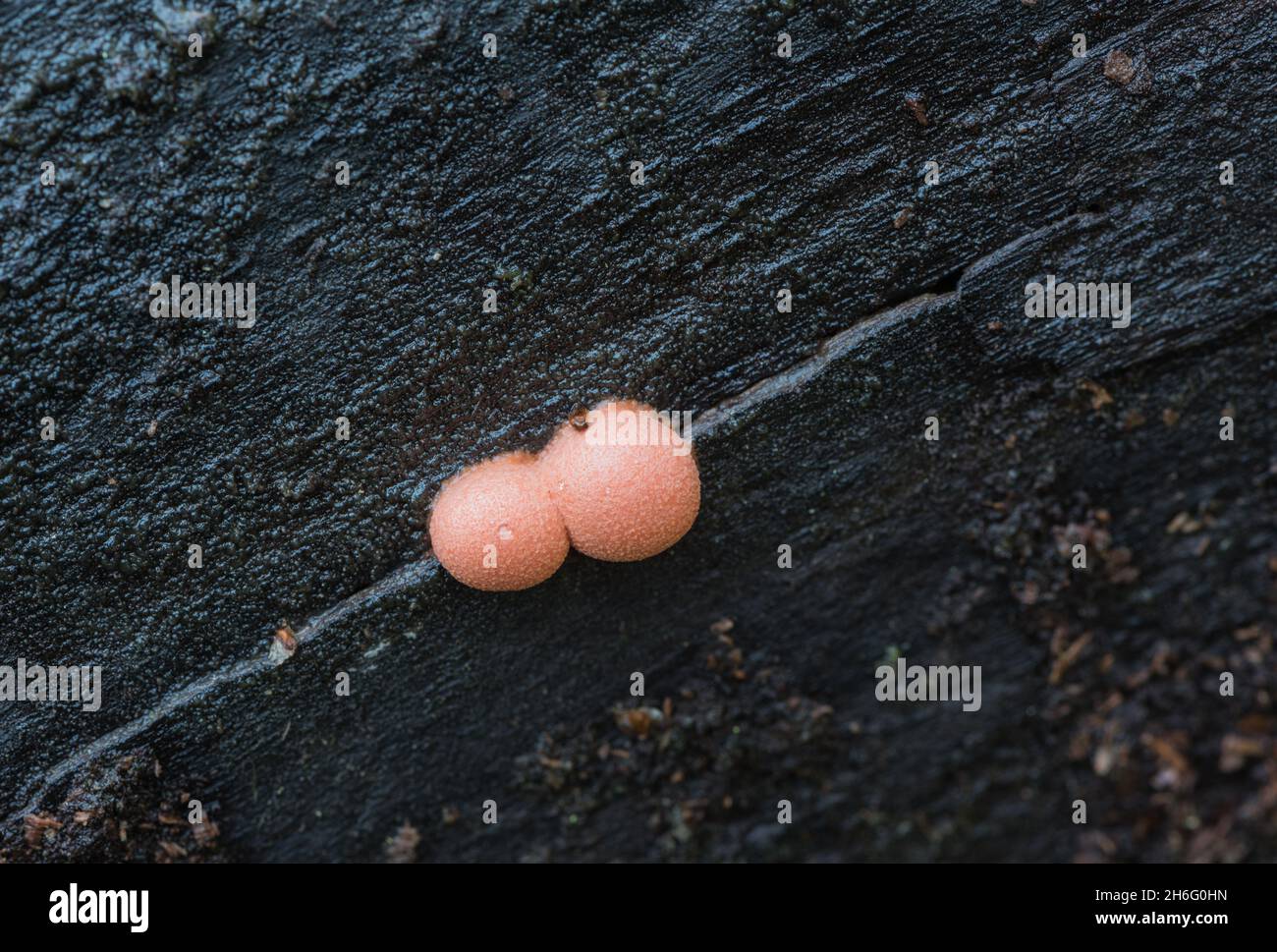 Wolf's Milk Slime Mould (Lycogala epidendrum) Stock Photo