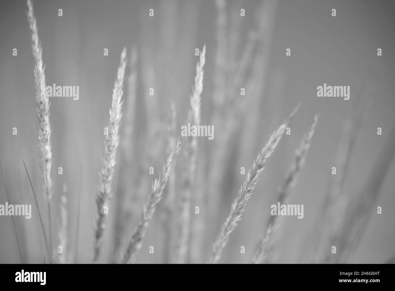 Coastal grass on the beach on the Adriatic Sea Stock Photo