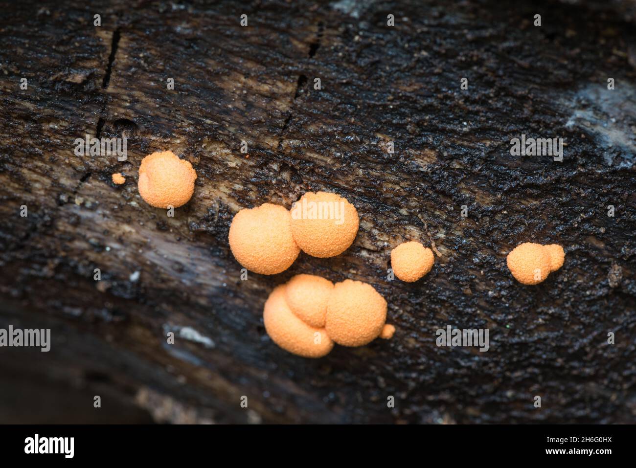 Wolf's Milk Slime Mould (Lycogala epidendrum) Stock Photo