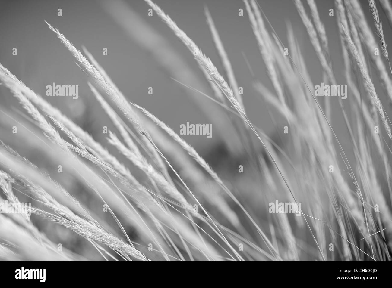 Coastal grass on the beach on the Adriatic Sea Stock Photo