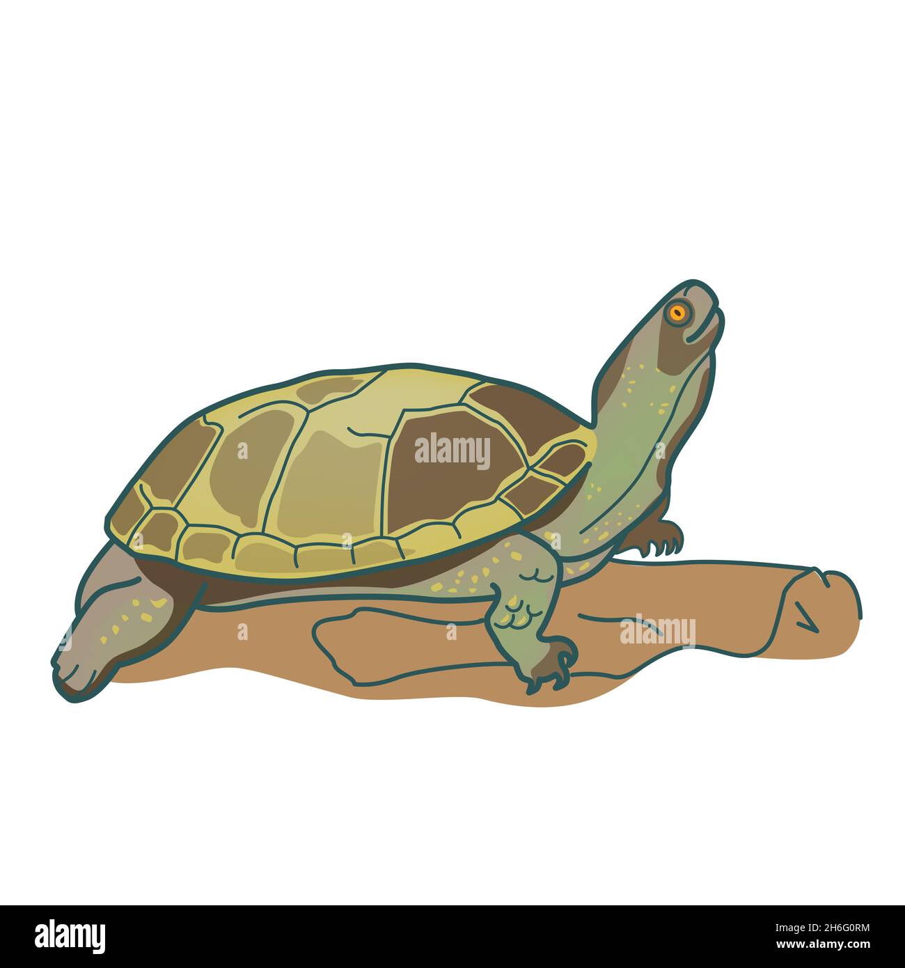 Drawing  European marsh turtle (Emys orbicularis) vector illustration, poster. Logo, postcard, advertising card,  print. Stock Photo