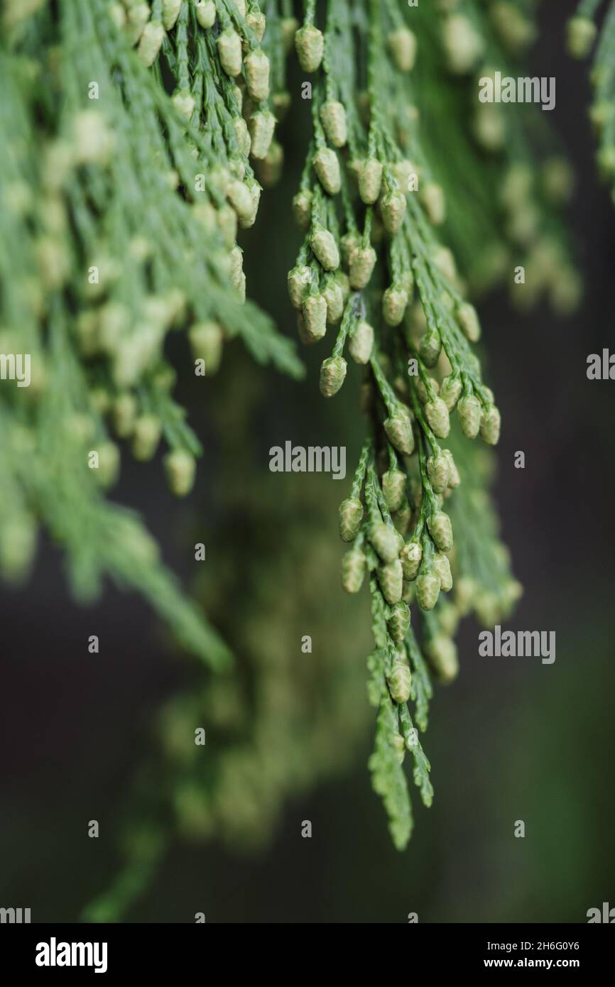 Closeup shot of a green Chamaecyparis nootkatensis growing in the forest Stock Photo