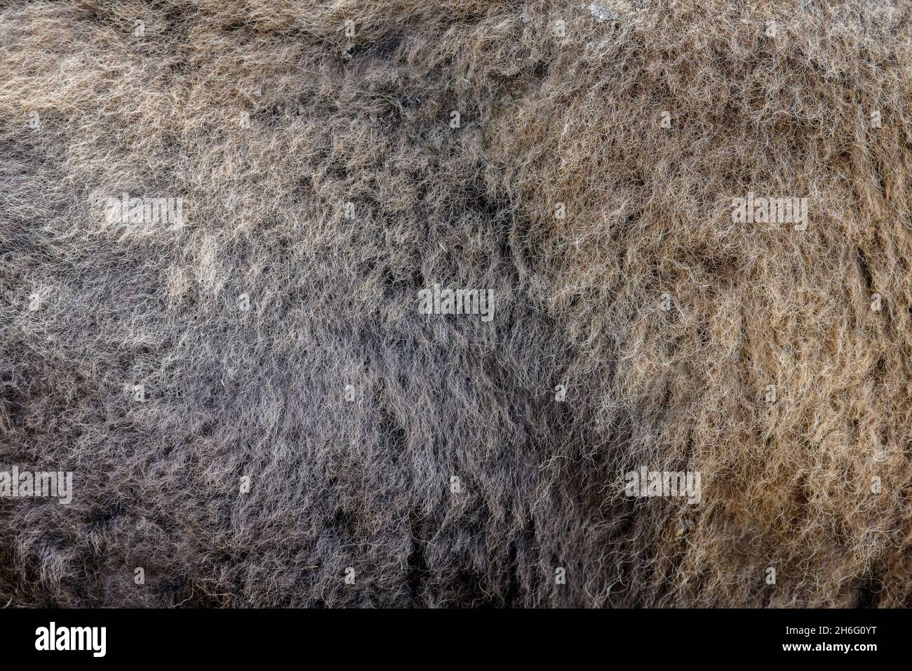 Real fur bison skin texture. Animal print pattern tile background Stock Photo