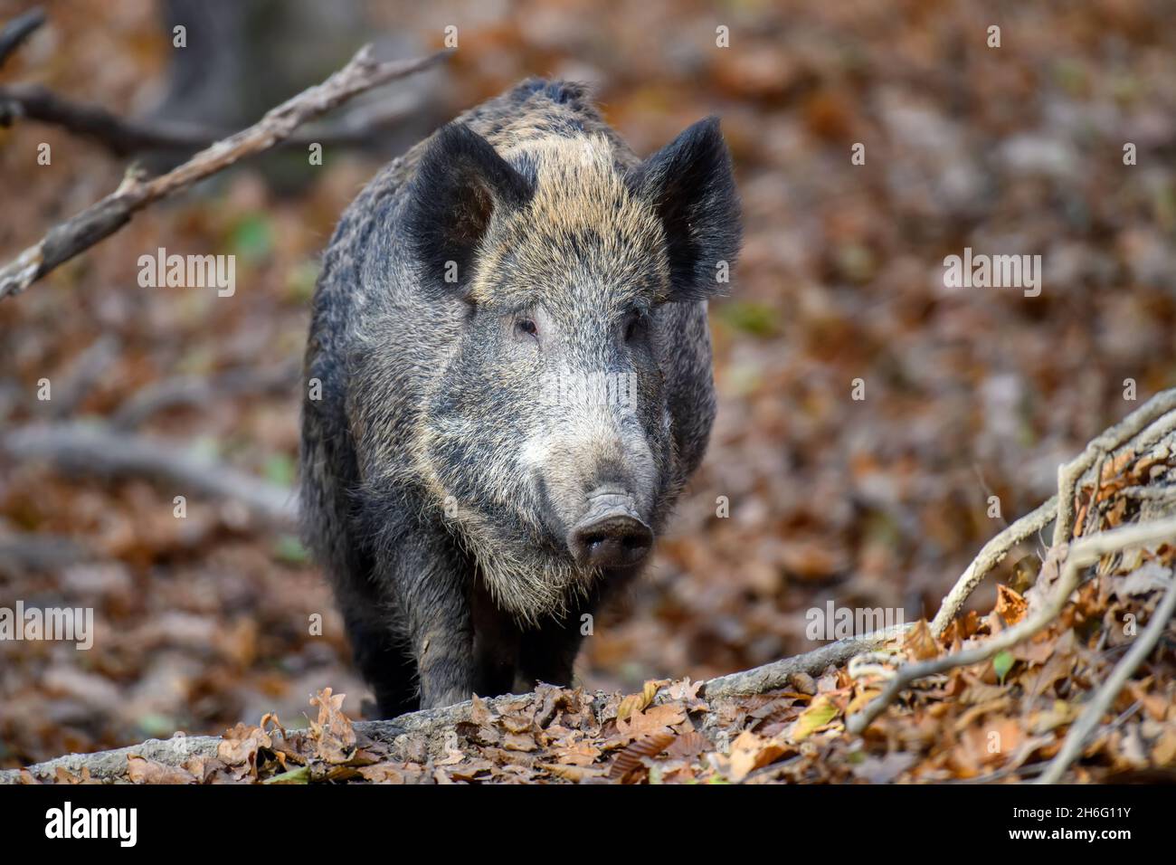 Male Wild boar in autumn forest. Wildlife scene from nature Stock Photo