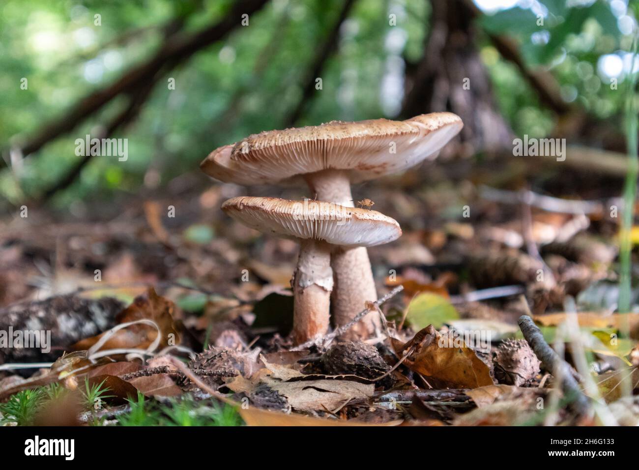 Closeup of fairy cake mushrooms on the ground in the forest Stock Photo