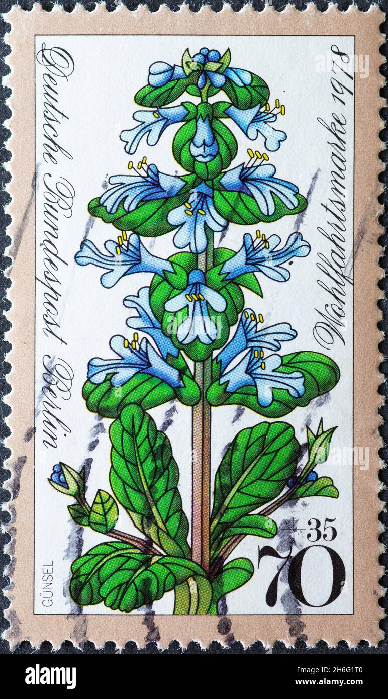 GERMANY, Berlin - CIRCA 1978: a postage stamp from Germany, Berlin showing an ajuga plant on a charity donation postal stamp Stock Photo