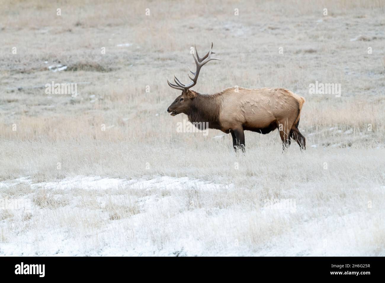 Bull Elk (Wapiti), (Cervus canadensis) Minnewanka loop, Banff National Park, Alberta, Canada Stock Photo