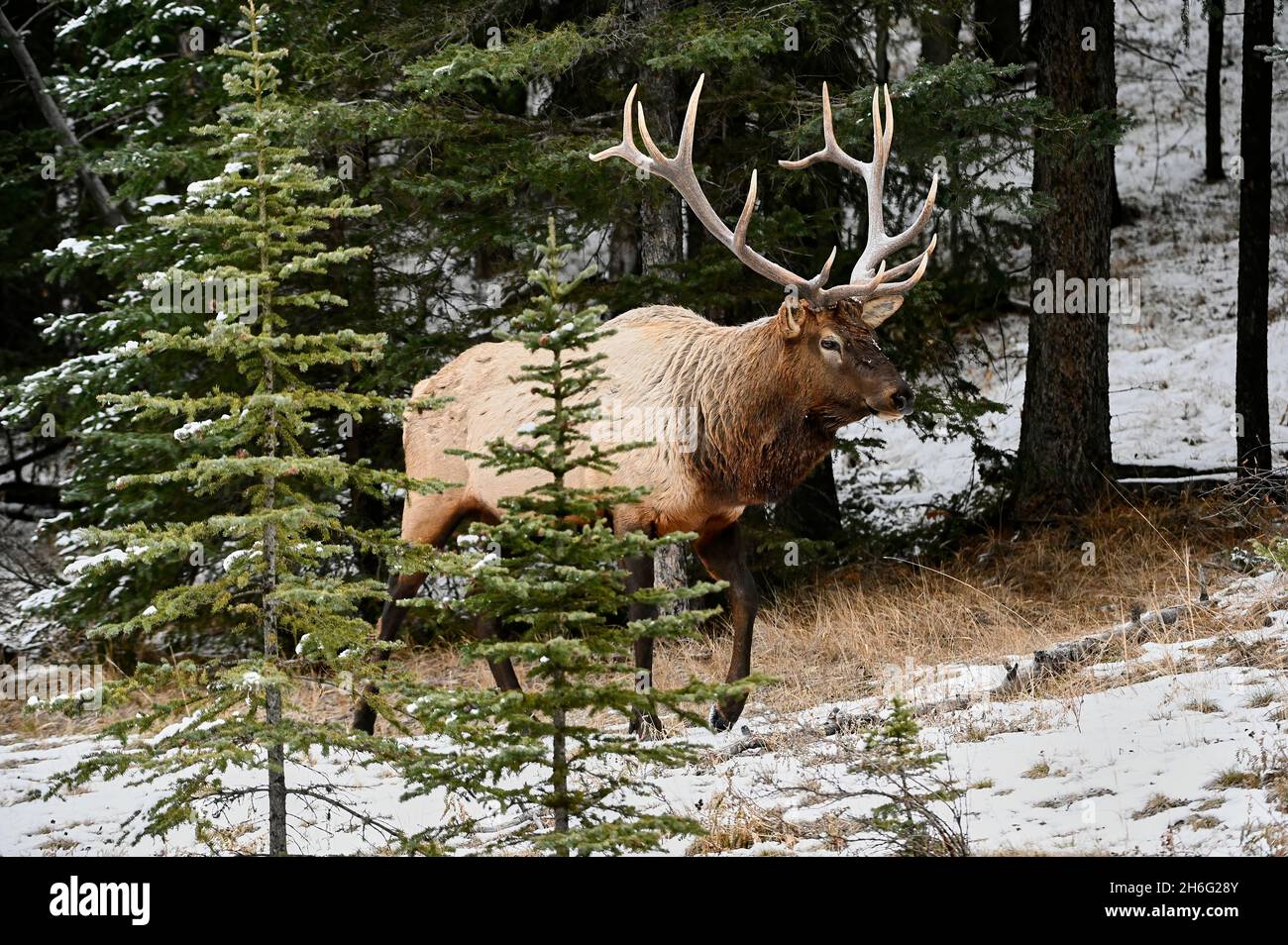 Bull Elk (Wapiti), (Cervus canadensis) Minnewanka loop, Banff National Park, Alberta, Canada Stock Photo