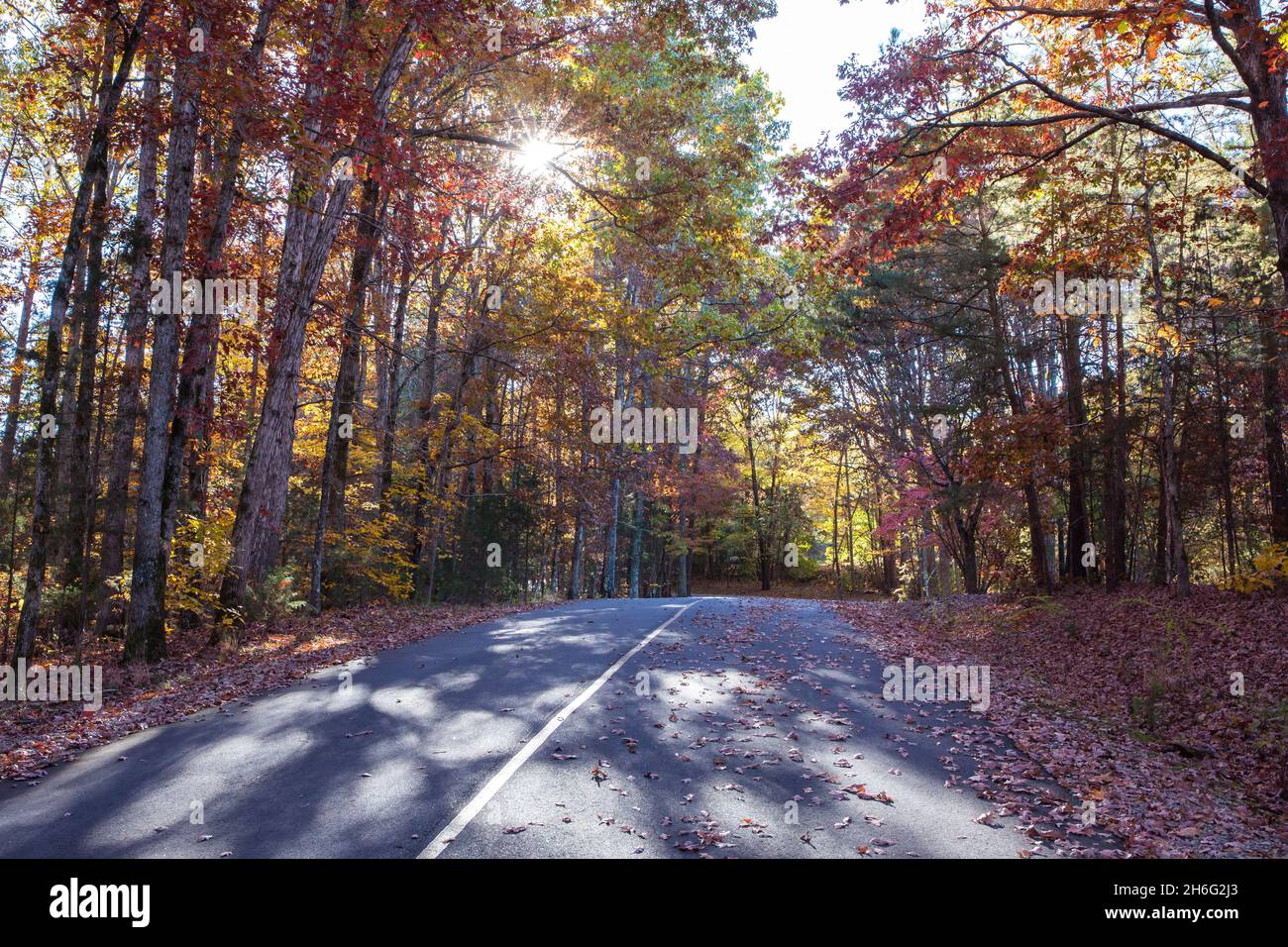 The late afternoon sun shines through colorful fall leaves on a rural country road. Stock Photo