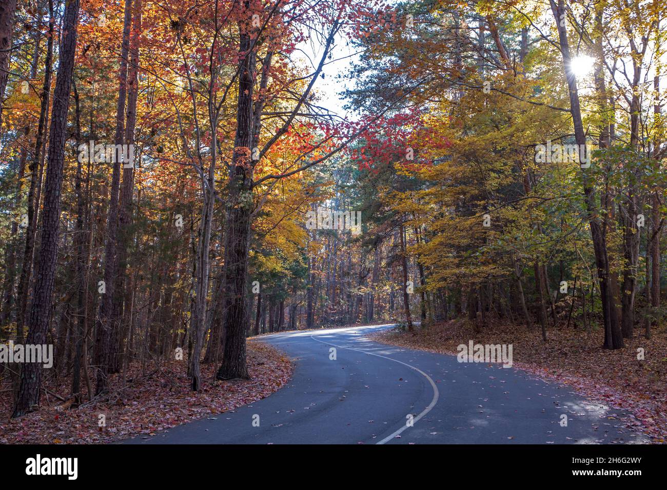The late afternoon sun shines through colorful fall leaves on a winding country road. Stock Photo