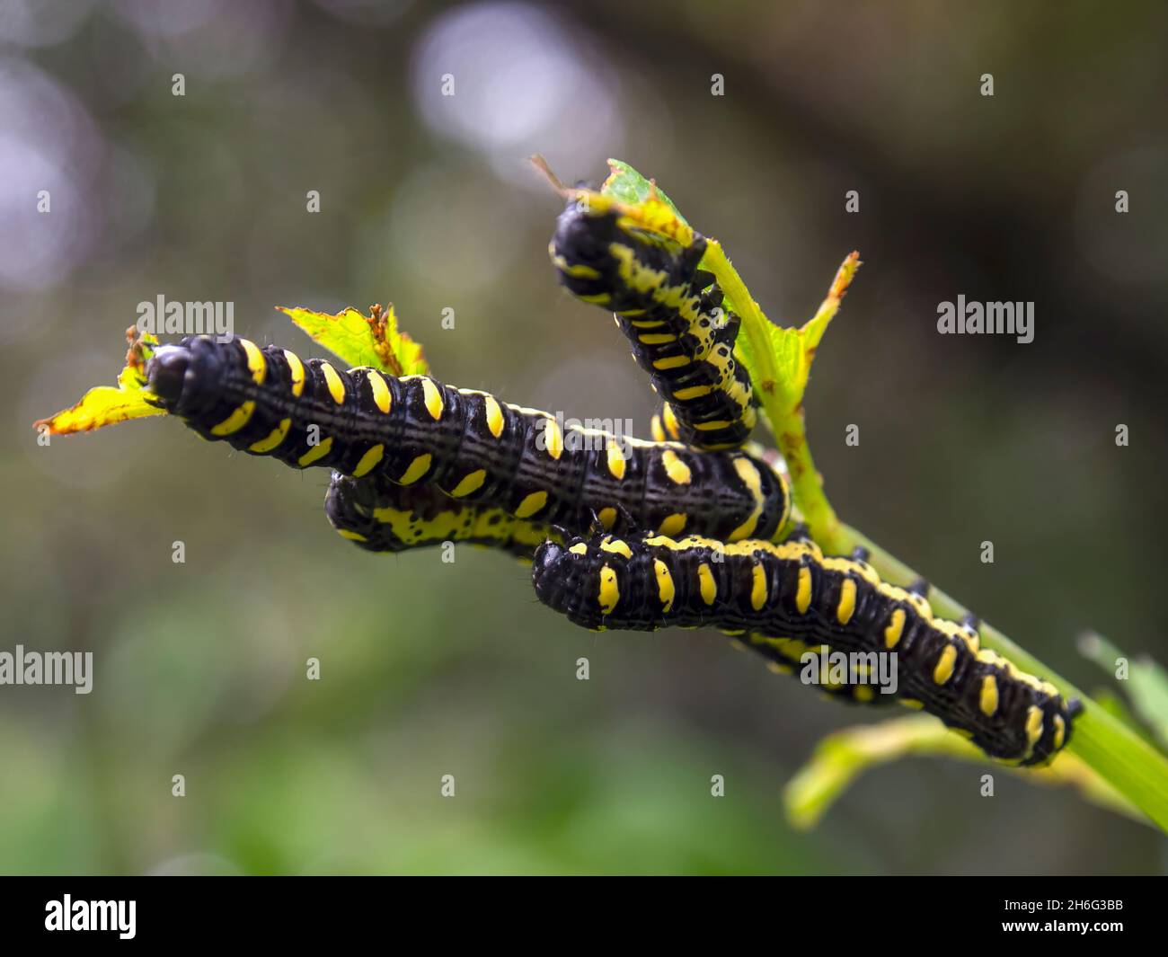 Macro photography of some black and yellow spotted caterpillars eating