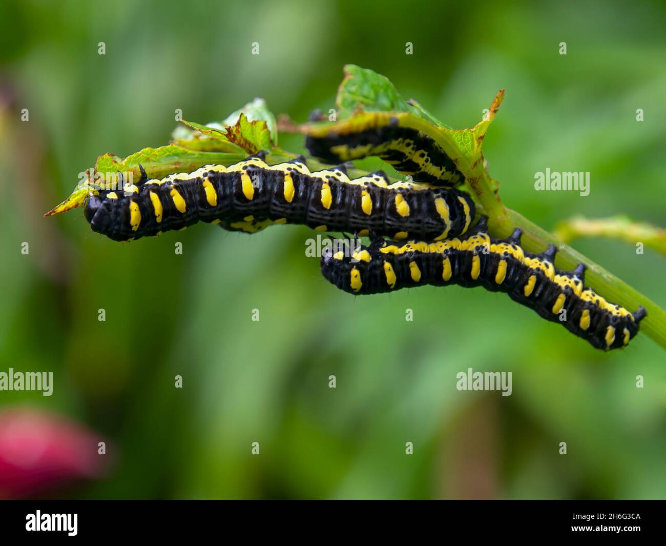 Macro photography of some black and yellow spotted caterpillars eating leaves, captured in a