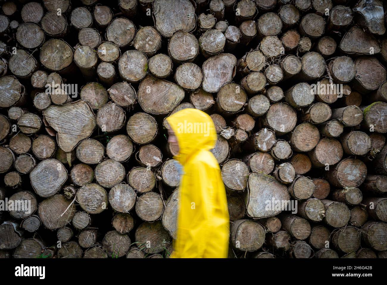 Blurred woman wearing a yellow coat walking past logs in the rain. Stock Photo