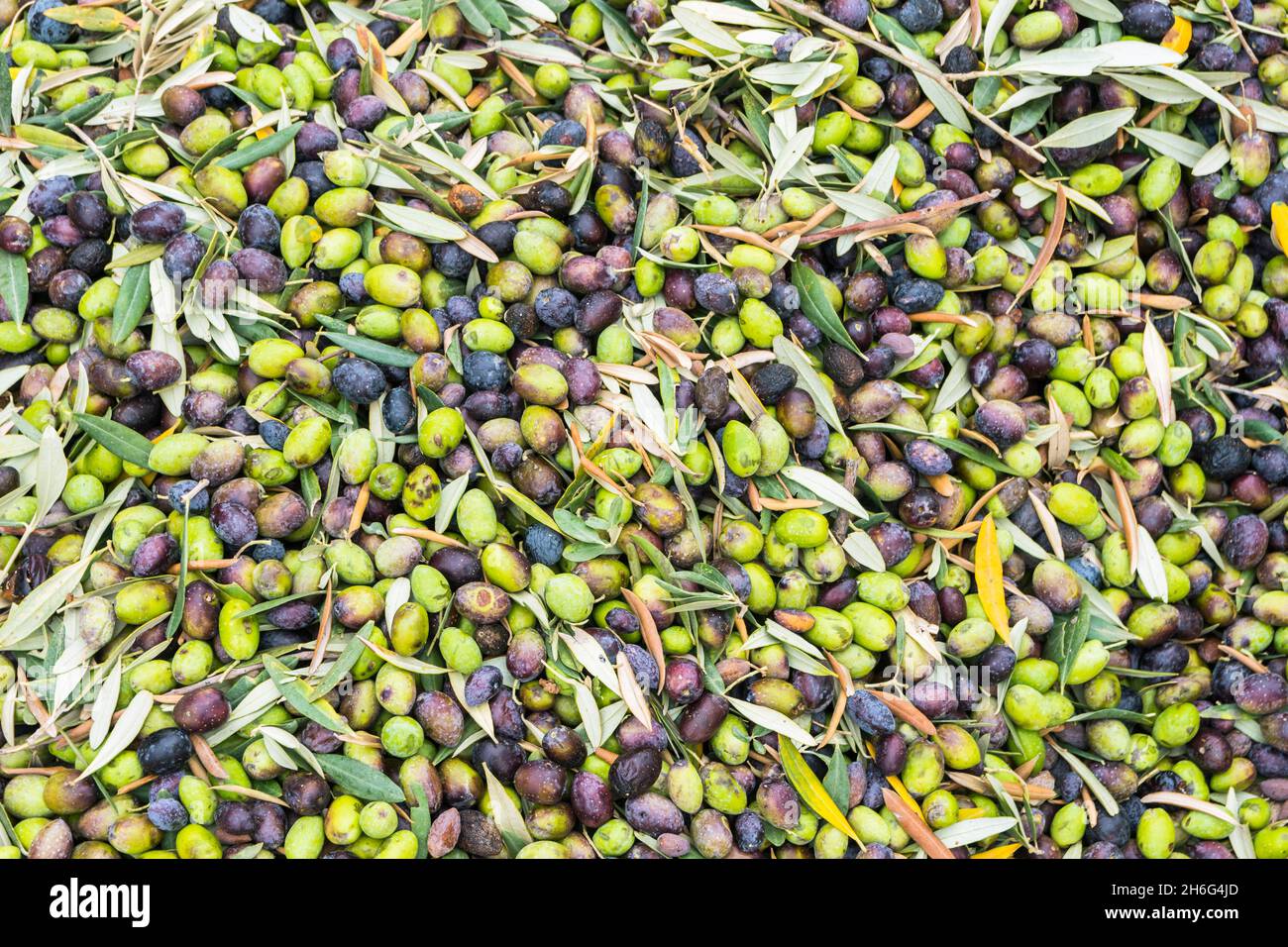 Olea Europaea olives during harvest season Stock Photo