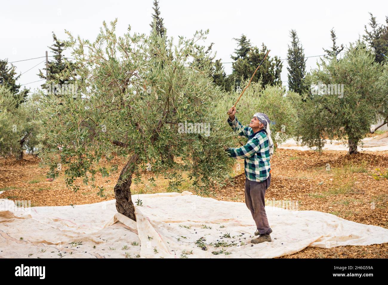 Elderly man hitting an olive tree with a stick during harvest season, Lebanon Stock Photo