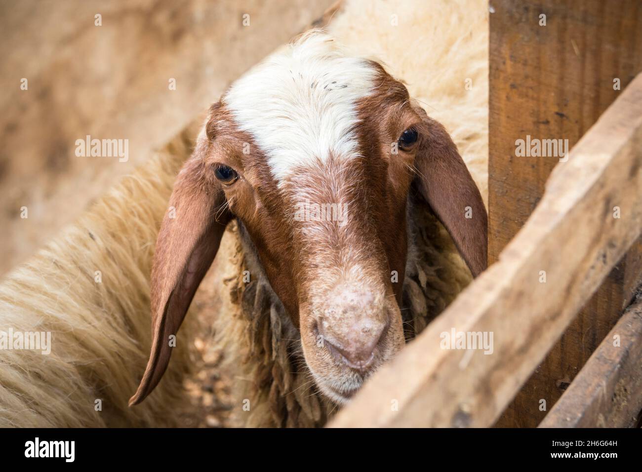 Female Awassi Baladi sheep behind a fence Stock Photo