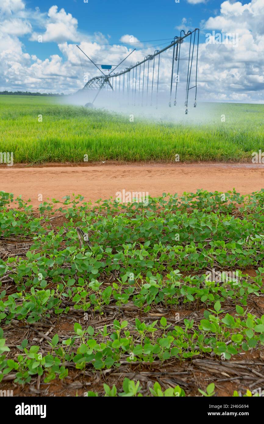 Beautiful view of huge farm soy plantation with central pivot irrigation machine on sunny summer day. Concept of agriculture, environment, soybeans. Stock Photo