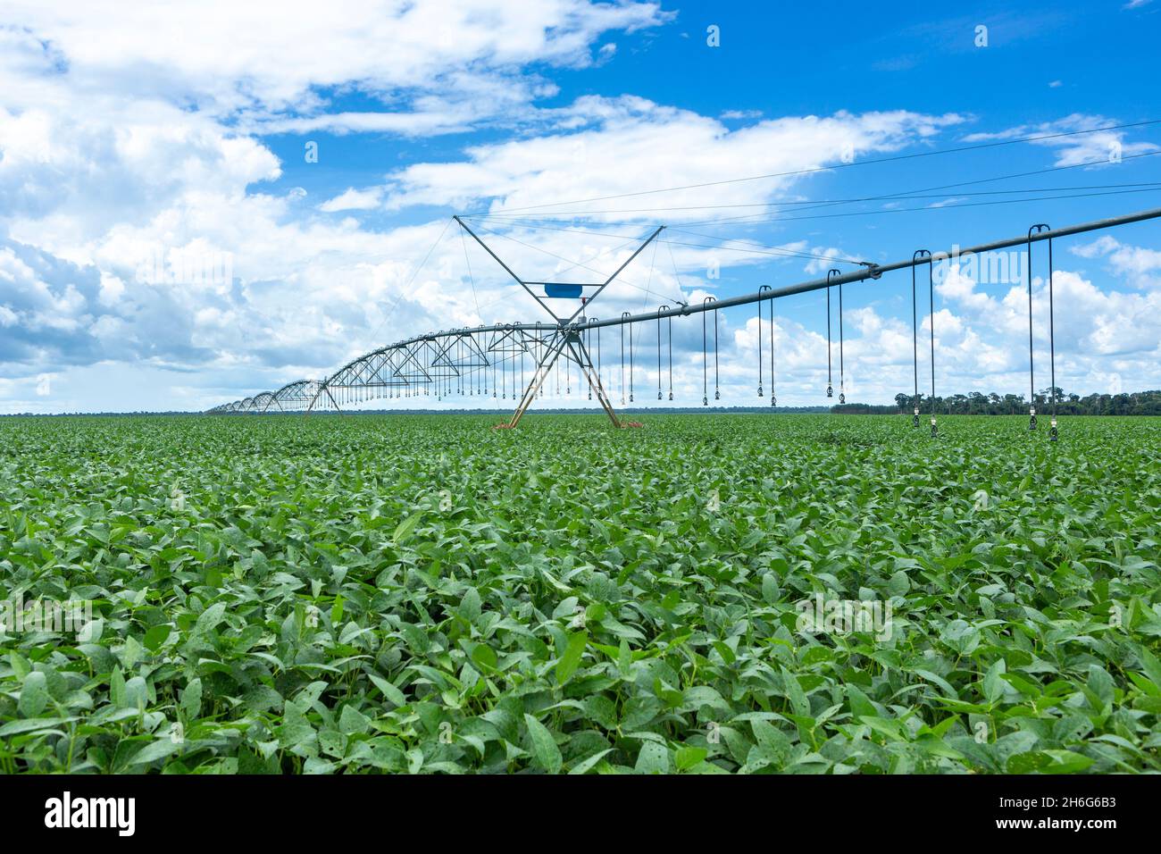 Beautiful view of huge farm soy plantation with central pivot irrigation machine on sunny summer day. Concept of agriculture, environment, soybeans. Stock Photo
