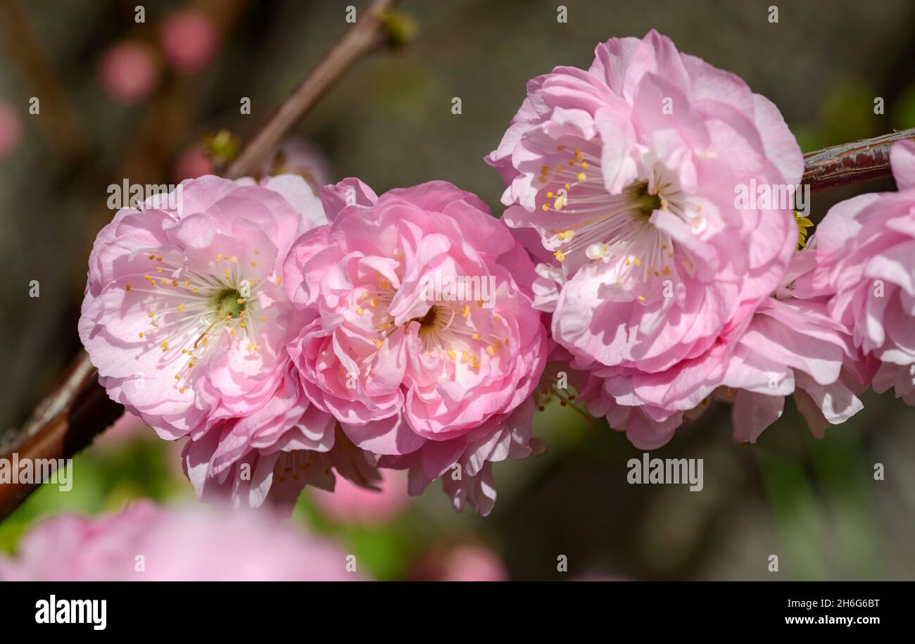 Close-up group of three pink Prunus triloba flowers on more dark background. Stock Photo