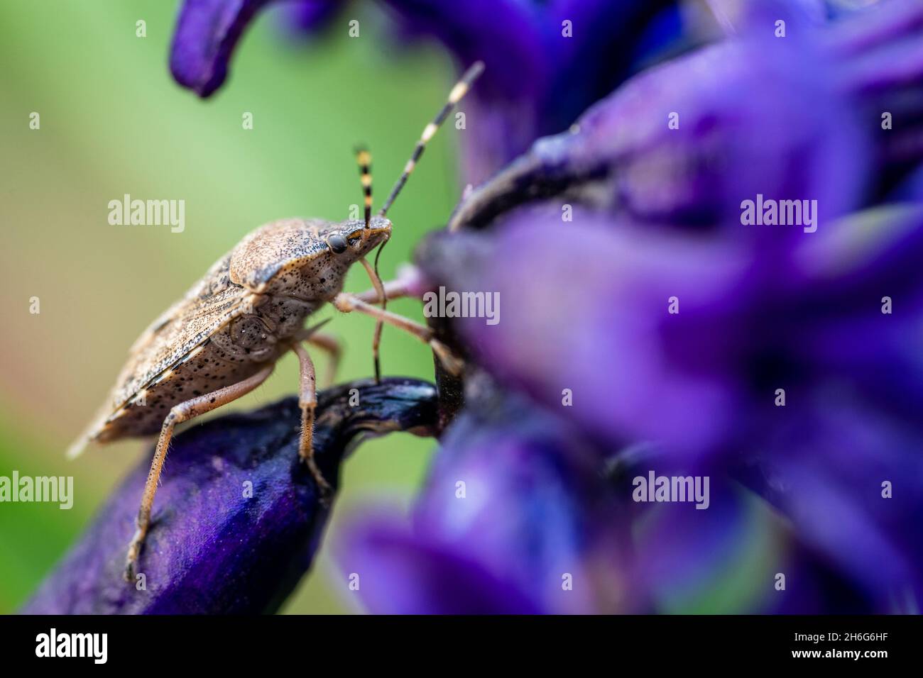Close up macro shot of shield bug on a purple flower Stock Photo
