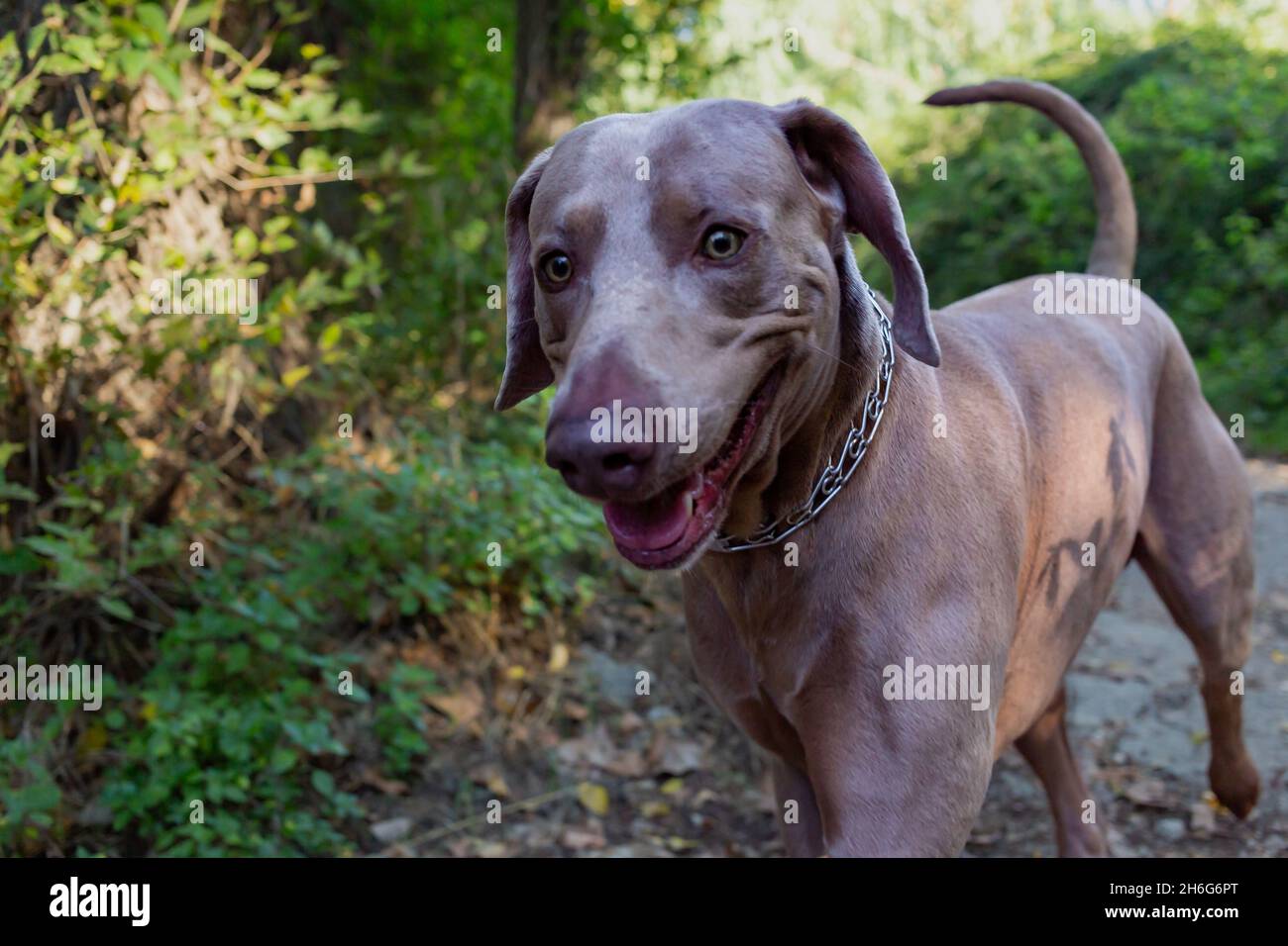 Weimaraner running down a path surrounded by forest. Close up view of the head of a hunting dog, Happy dog on a sunny day. Stock Photo