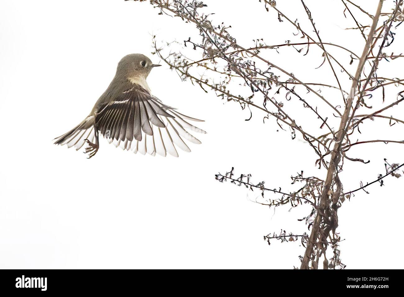 Kinglet hovering hi-res stock photography and images - Alamy