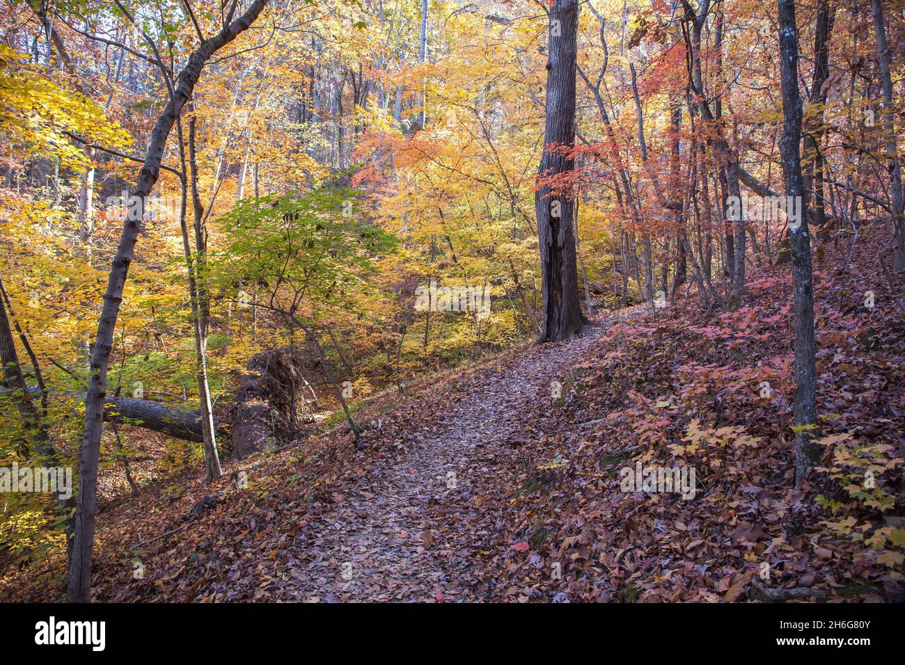 A hiking trail in a nature preserve winds through colorful trees in autumn. Stock Photo