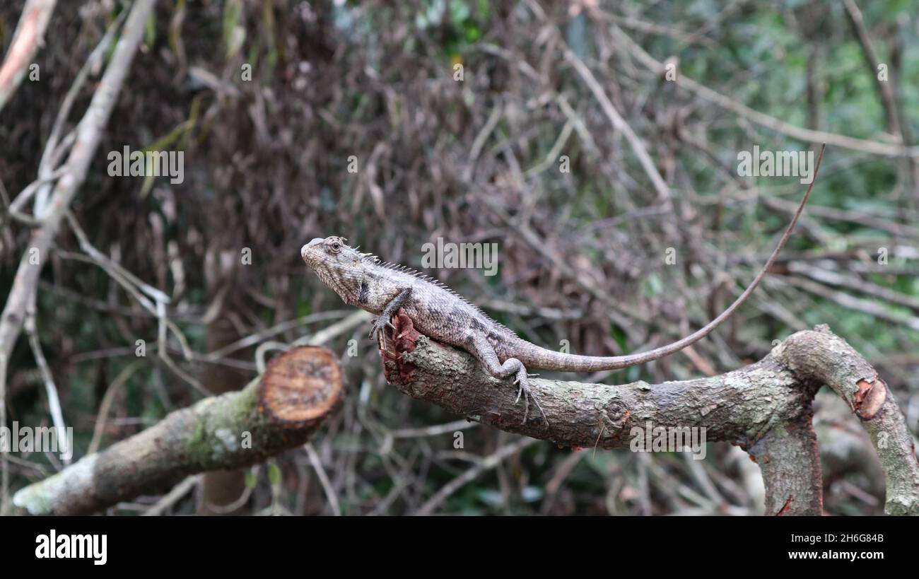 A camouflage eastern garden lizard on top of a cut down branch tip with a biting mosquito on the head Stock Photo