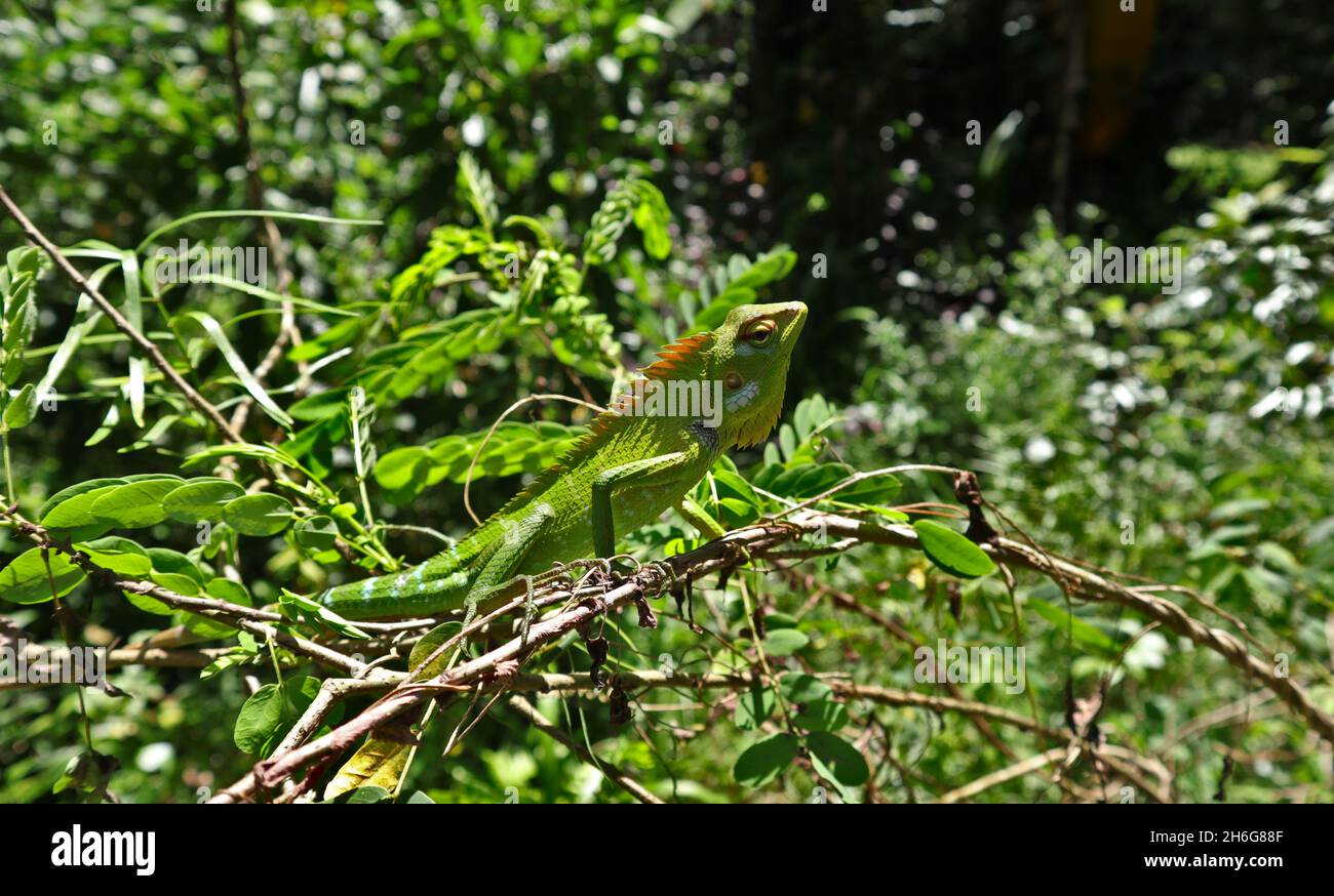 A multi color bit angry oriental garden lizard walking on top of a Senna auriculata branch at direct sunlight Stock Photo