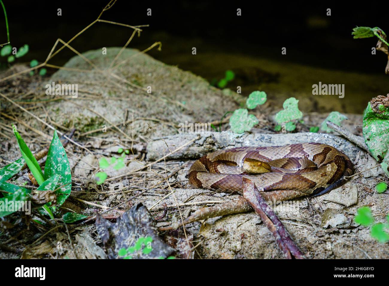 Close-up image of a coiled copperhead snake in Southern Kentucky Stock Photo