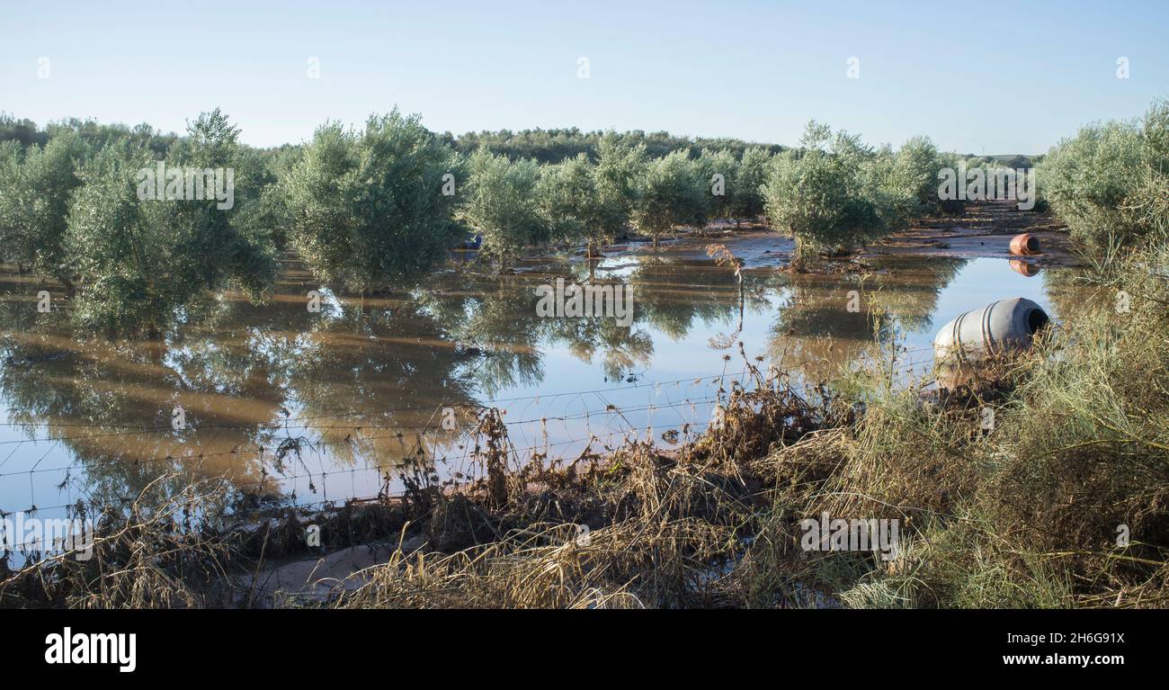 Tierra de Barros olive grove flooded by deluge. Extremadura, Spain Stock Photo