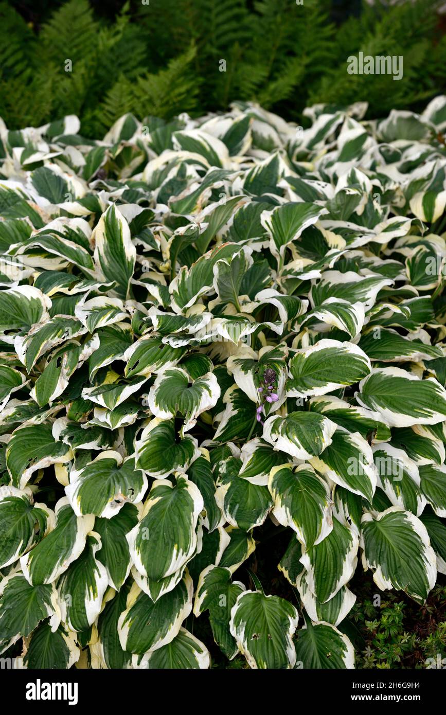 hosta patriot,hostas,variegated,foliage,leaves,white,green,flower,flowers,flowering,shade,shady,shaded,RM Floral Stock Photo