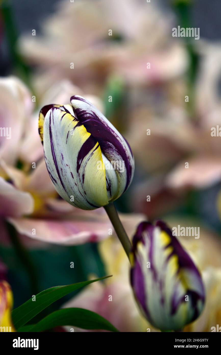 Tulipa Rembrandt 1915,Tulip Rembrandt 1915,rembrandt tulip,English