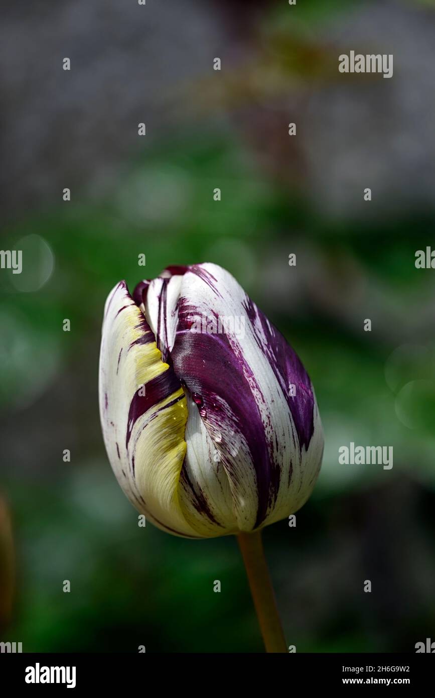 Tulipa Rembrandt 1915,Tulip Rembrandt 1915,rembrandt tulip,English