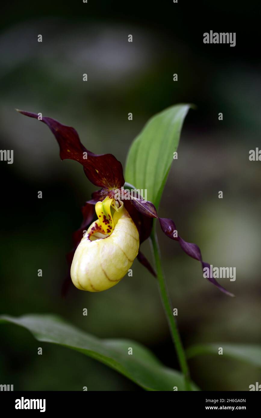 Cypripedium Emil,Werner Frosch hybrid,bright yellow flowers,yellow flower pouch,dark burgundy twisted sepals,Cyp,hardy orchid,Ladyslipper,orchid,orchi Stock Photo