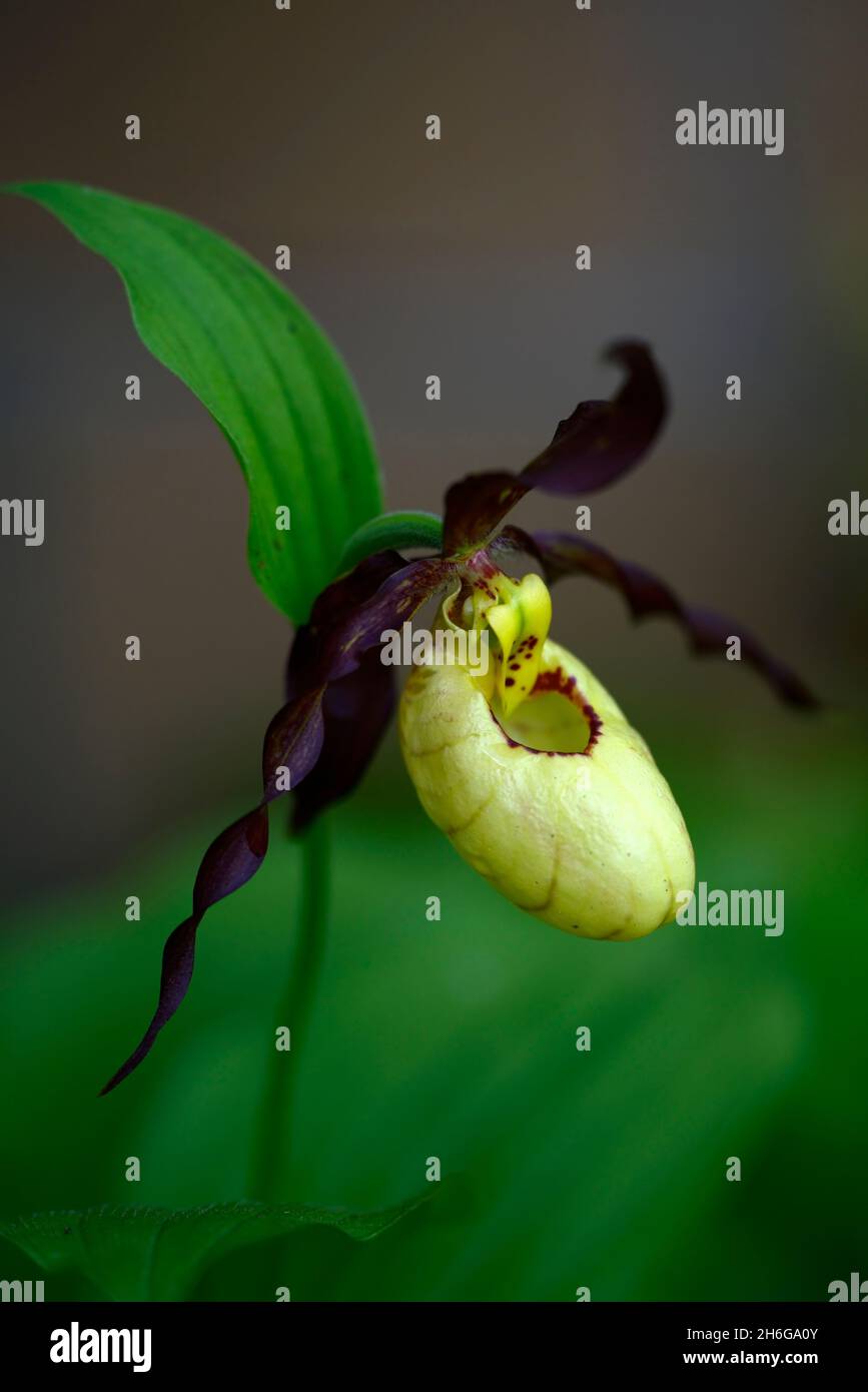 Cypripedium Emil,Werner Frosch hybrid,bright yellow flowers,yellow flower pouch,dark burgundy twisted sepals,Cyp,hardy orchid,Ladyslipper,orchid,orchi Stock Photo