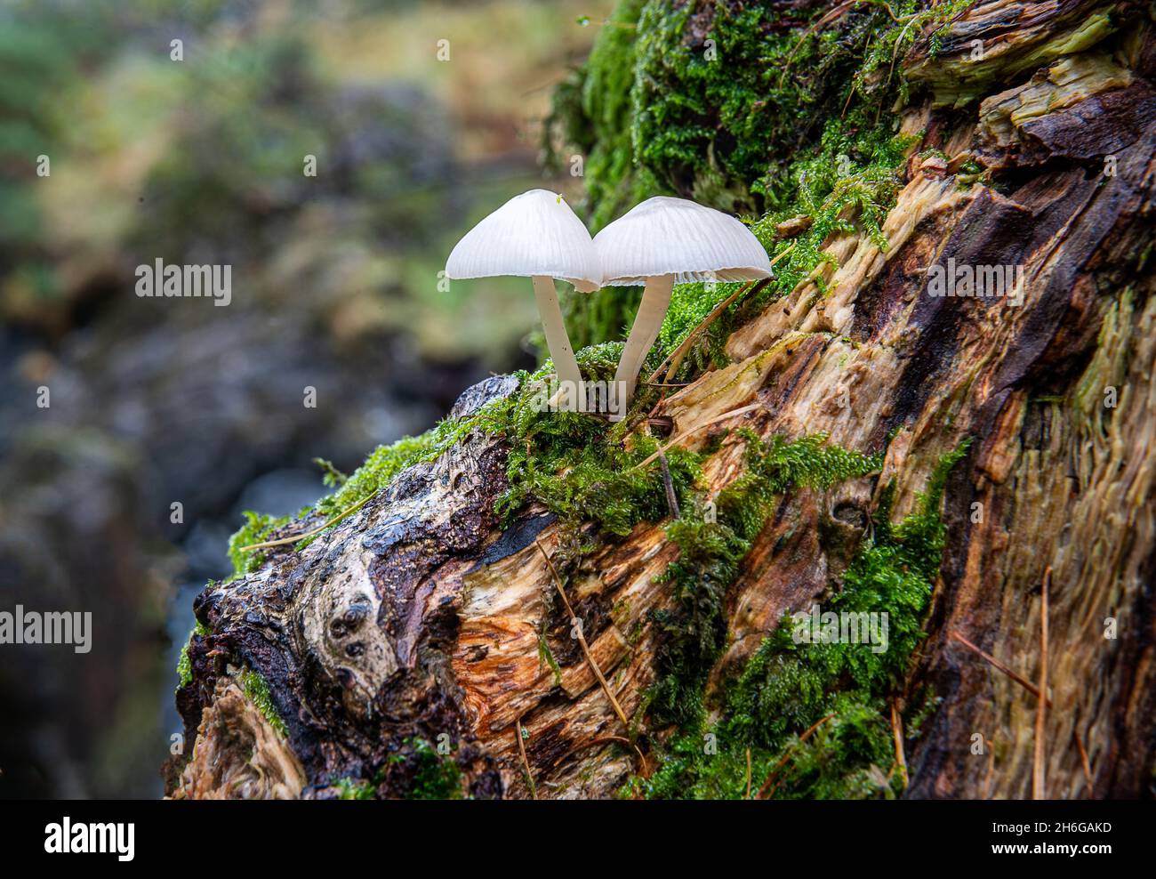 Small Mushrooms growing from dead tree trunk Stock Photo - Alamy