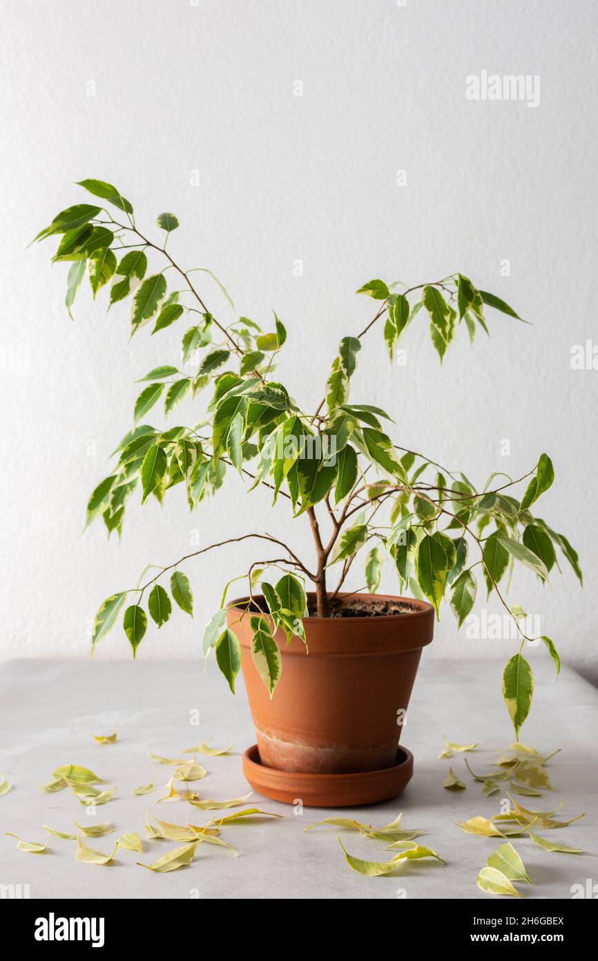 Houseplant Ficus Benjamin Kinky loses leaves from improper plant care,  yellow fallen leaves next to a flower pot Stock Photo - Alamy
