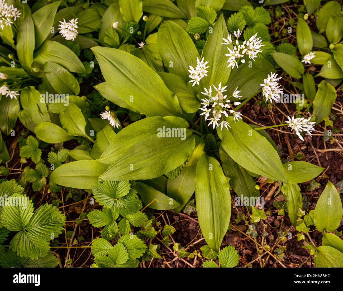 Blooming wild garlic. Baden Baden, Baden Wuerttemberg, Germany Stock Photo
