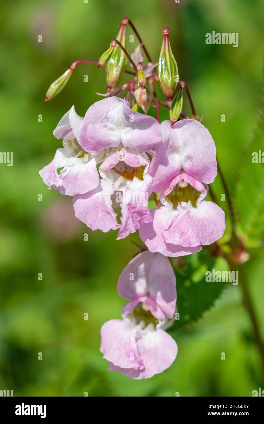 Himalayan balsam (impatiens gladulifera) flowers in bloom Stock Photo