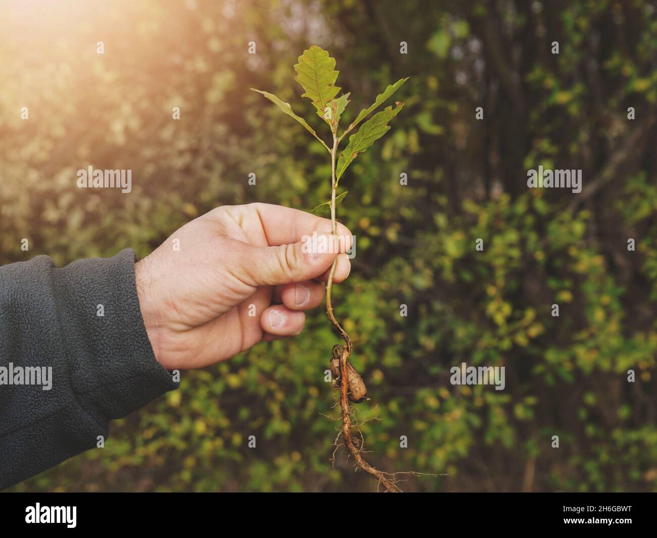 Oak sapling root hi-res stock photography and images - Alamy
