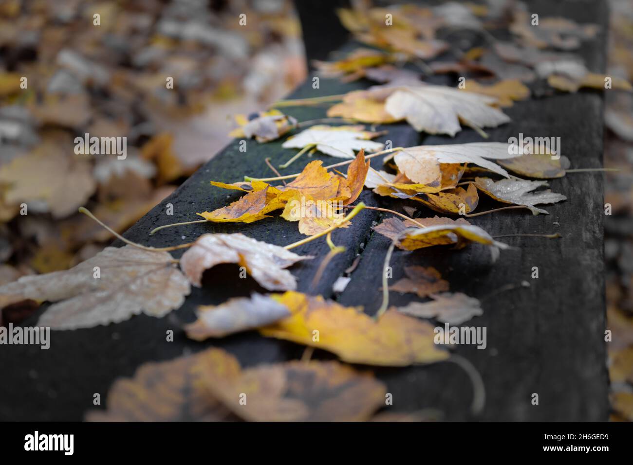 Autumn leaves on a park bench Stock Photo - Alamy