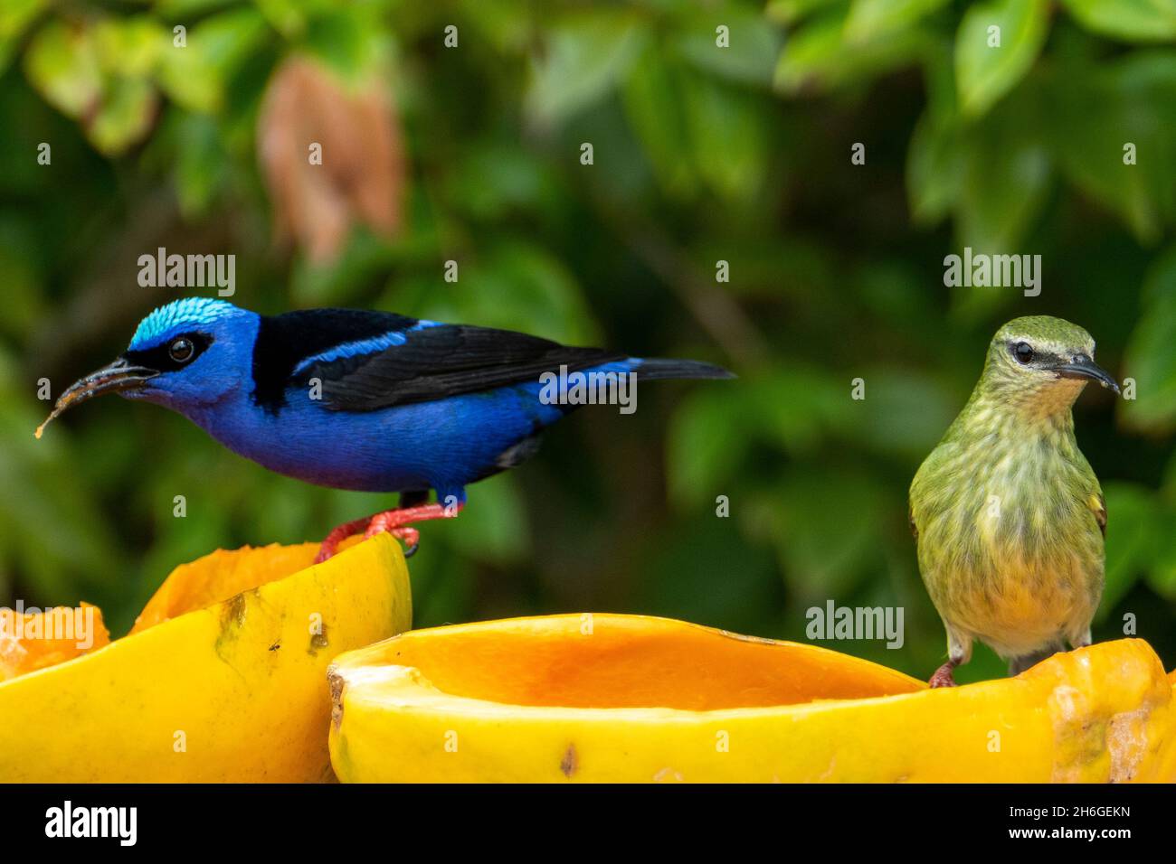 The red-legged honeycreeper (Cyanerpes cyaneus) is a small songbird species in the tanager family (Thraupidae). It is found in Atlantic Forest, Brazil Stock Photo
