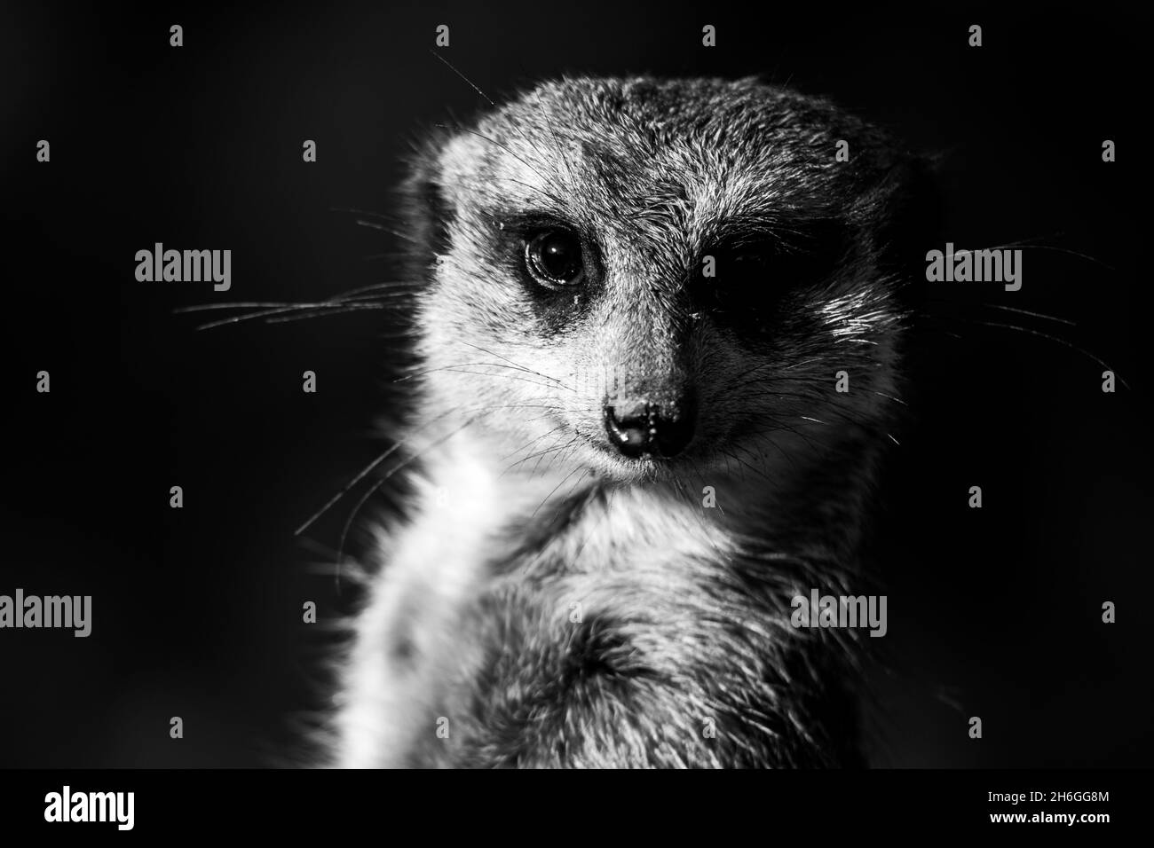 Detailed view of cute meerkat Stock Photo